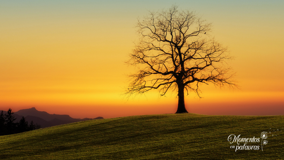 Fé é crer em Cristo assim como a árvore seca que sabe que a primavera irá chegar