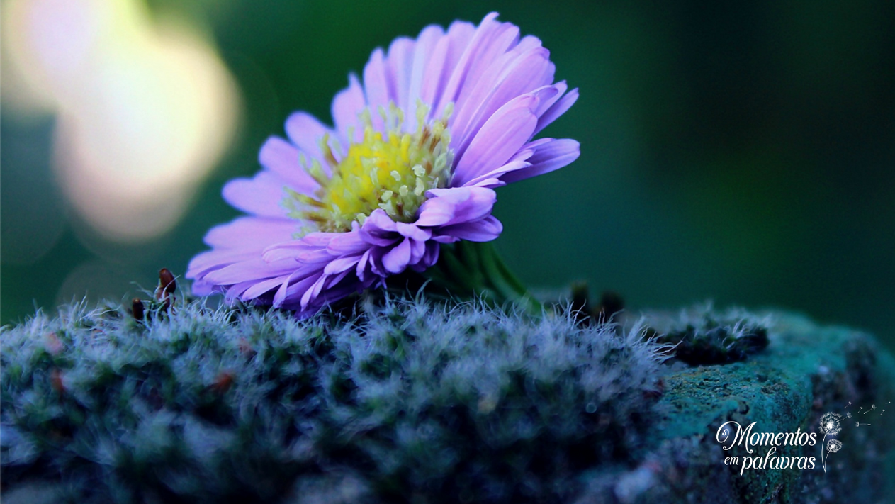Olhar para Jesus como a simplicidade de uma flor roxa